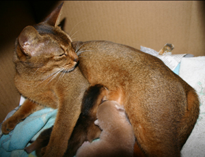 abyssinian